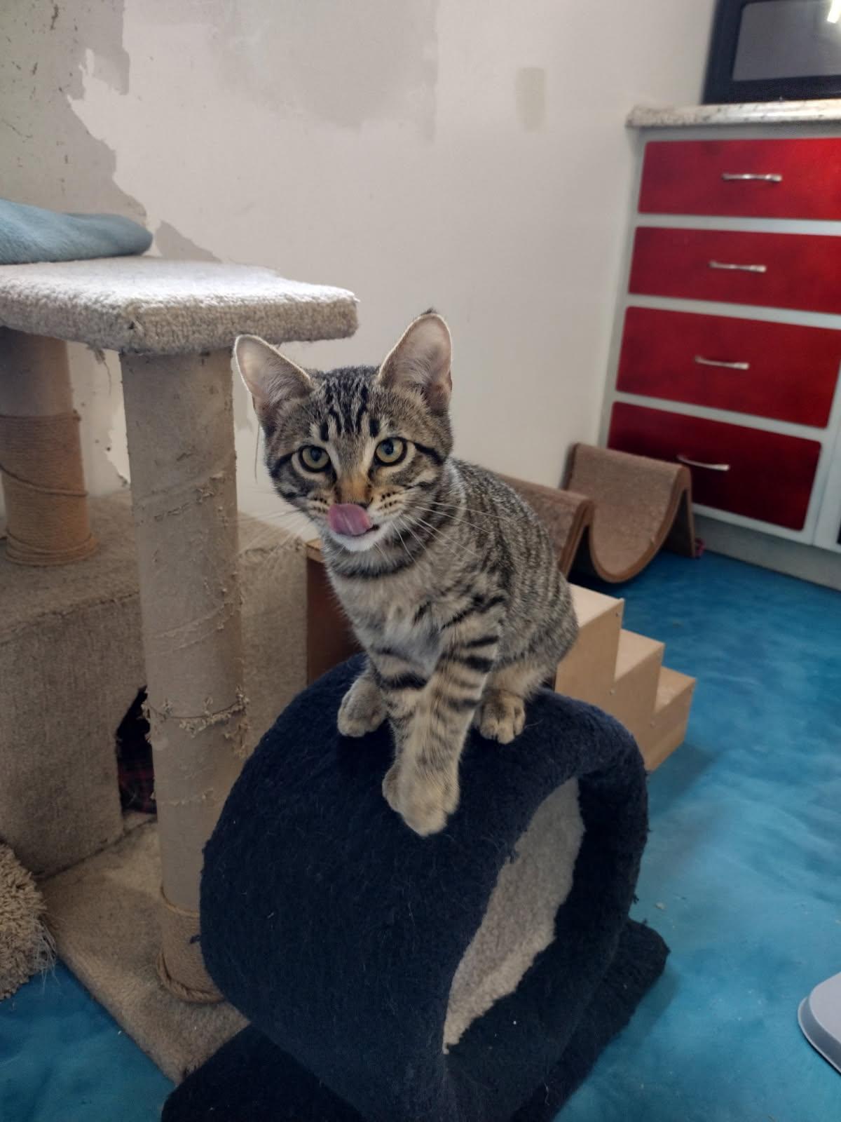 Tabby Trio- ( Tawny, Taco, Tofu)