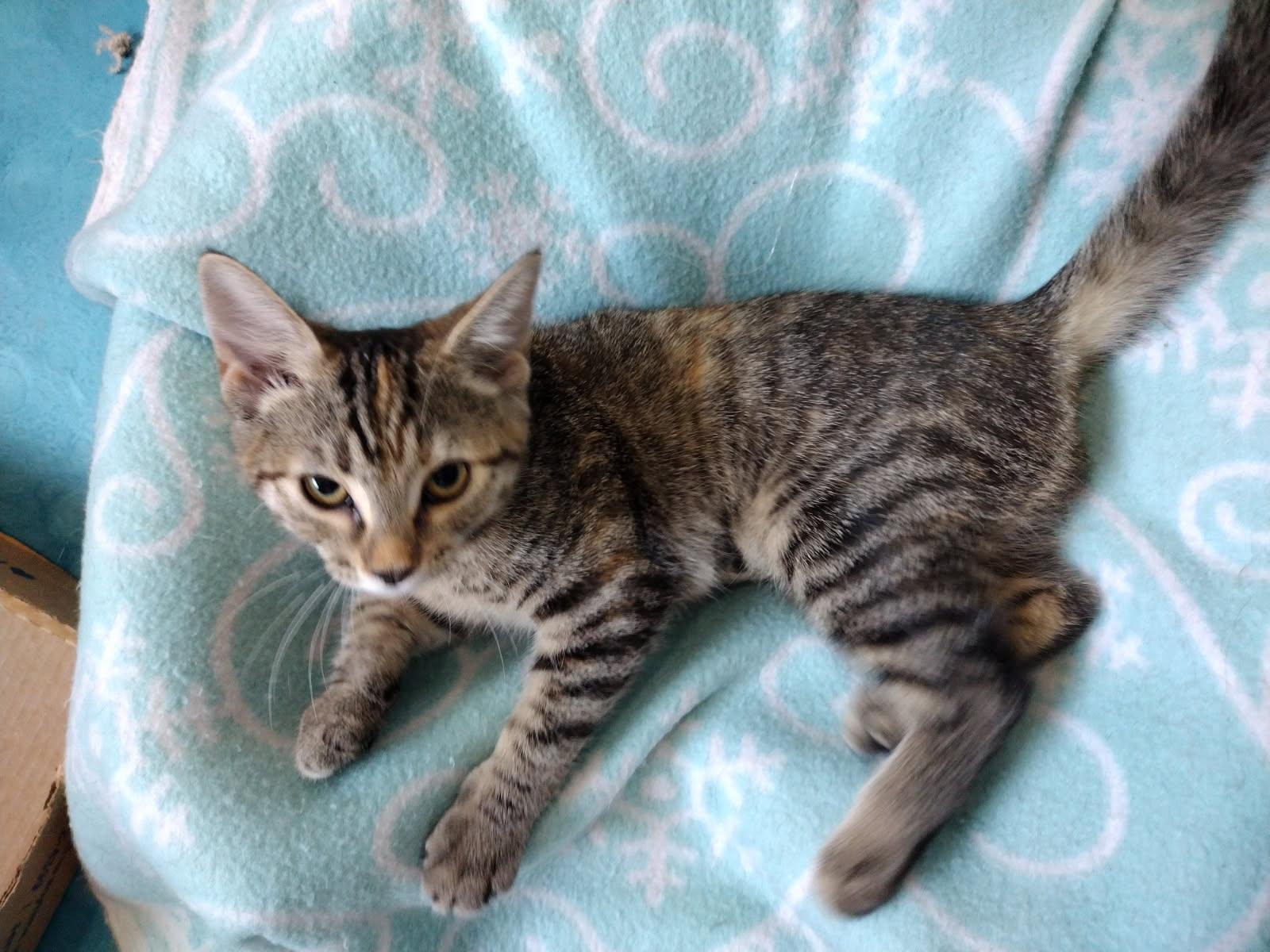 Tabby Trio- ( Tawny, Taco, Tofu)
