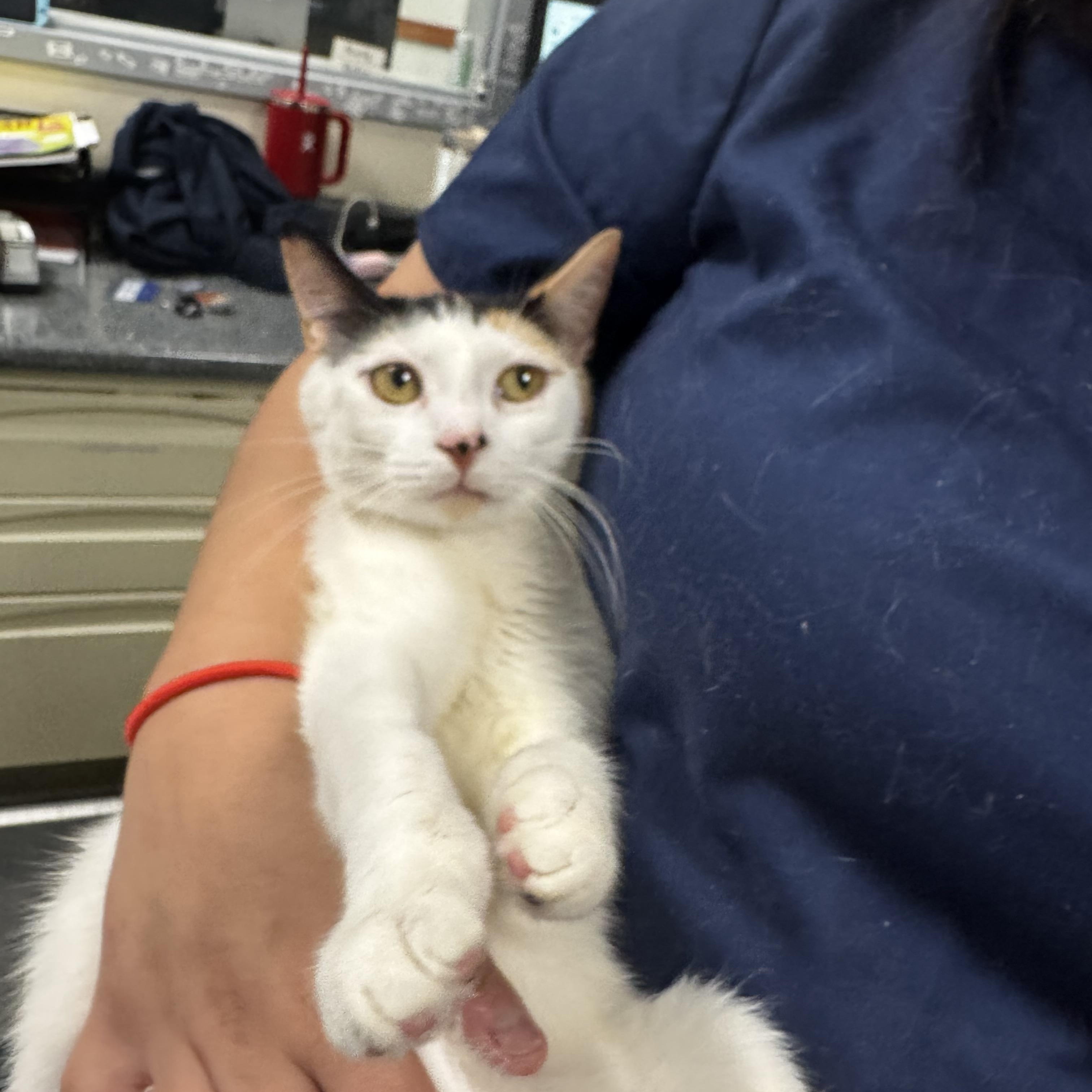 Twister, Young Female Domestic Short Hair