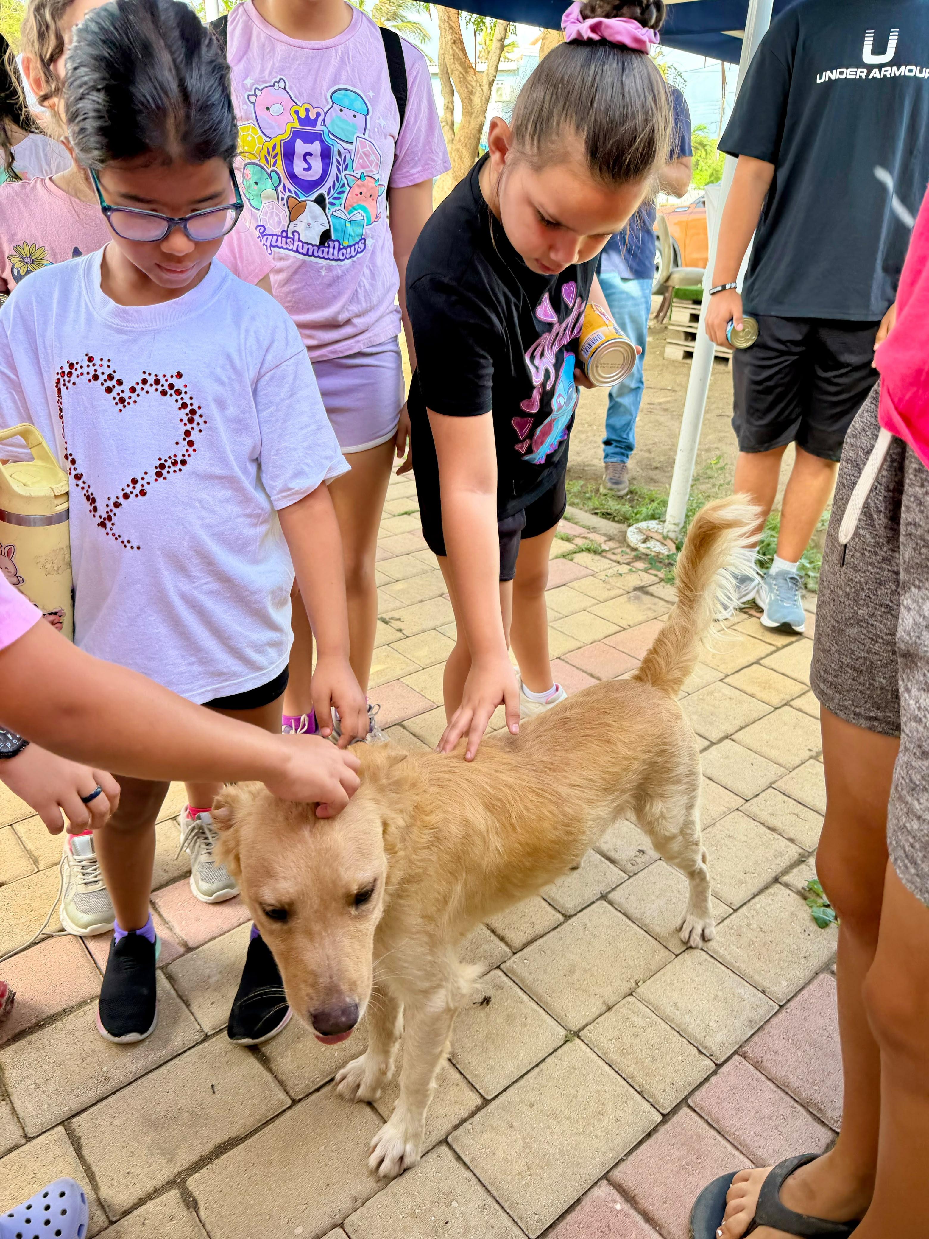 Enlarge Chill, an adopted mixed breed in Morristown, NJ image 5/5