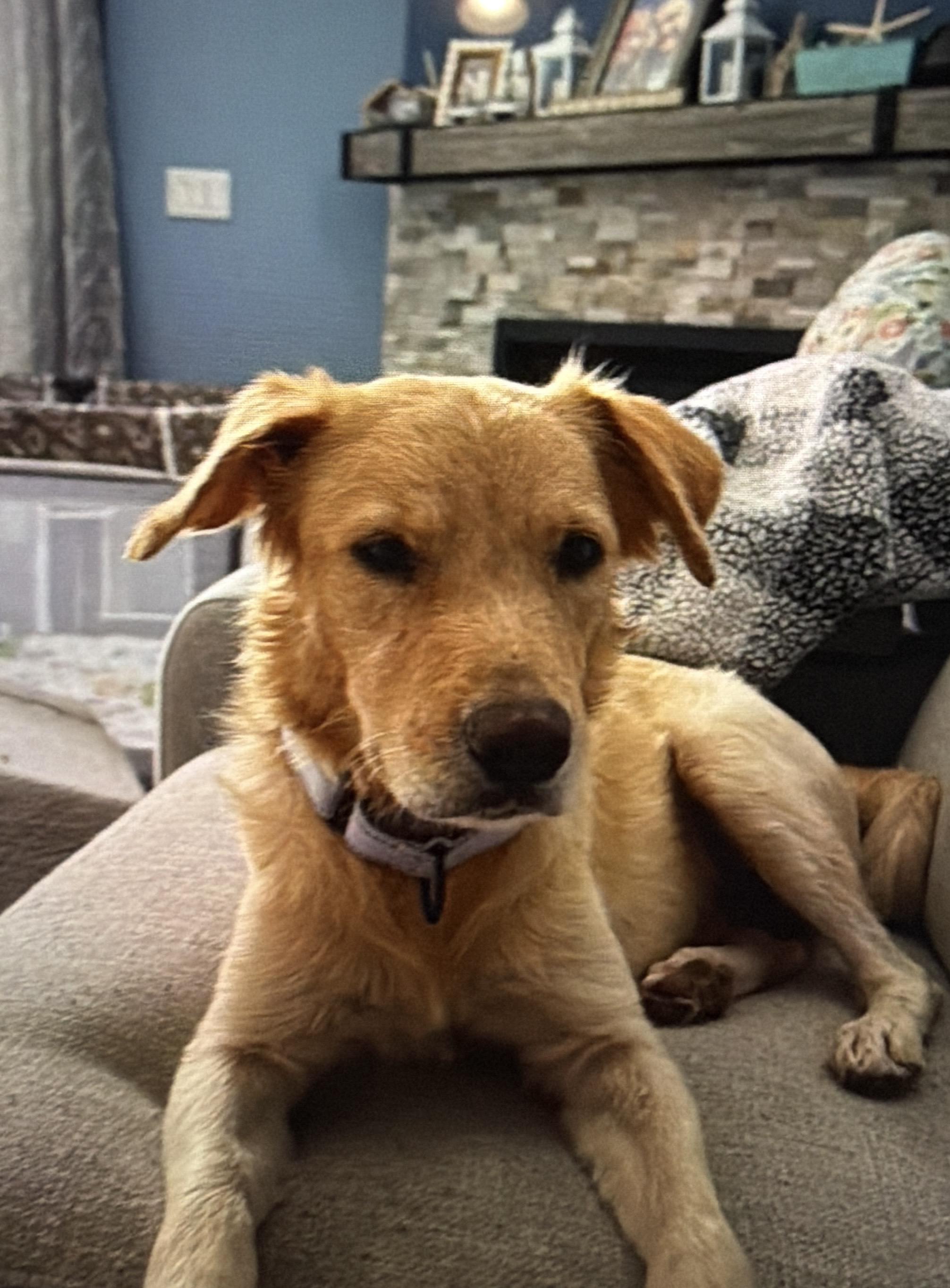 Chill, adopted, Young Male Golden Retriever.