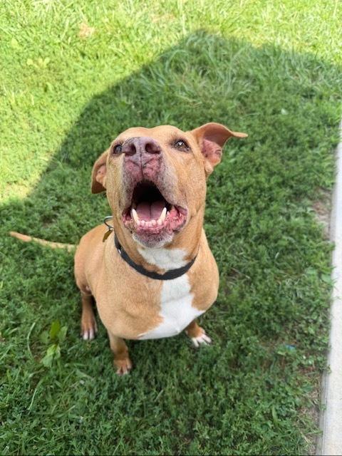 Frank, Adoptable, Senior Male Hound & Mixed Breed.