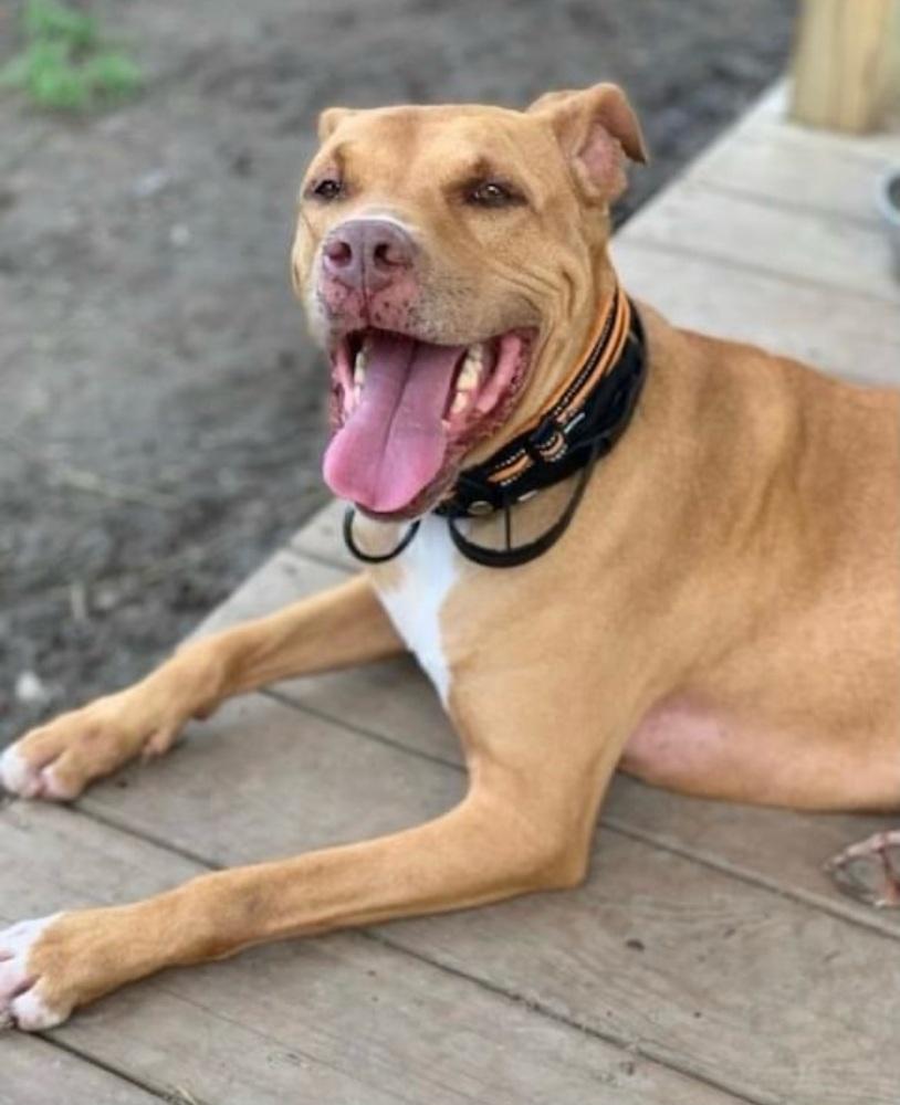 Enlarge Frank, a Adoptable mixed breed in Xenia, OH image 3/6
