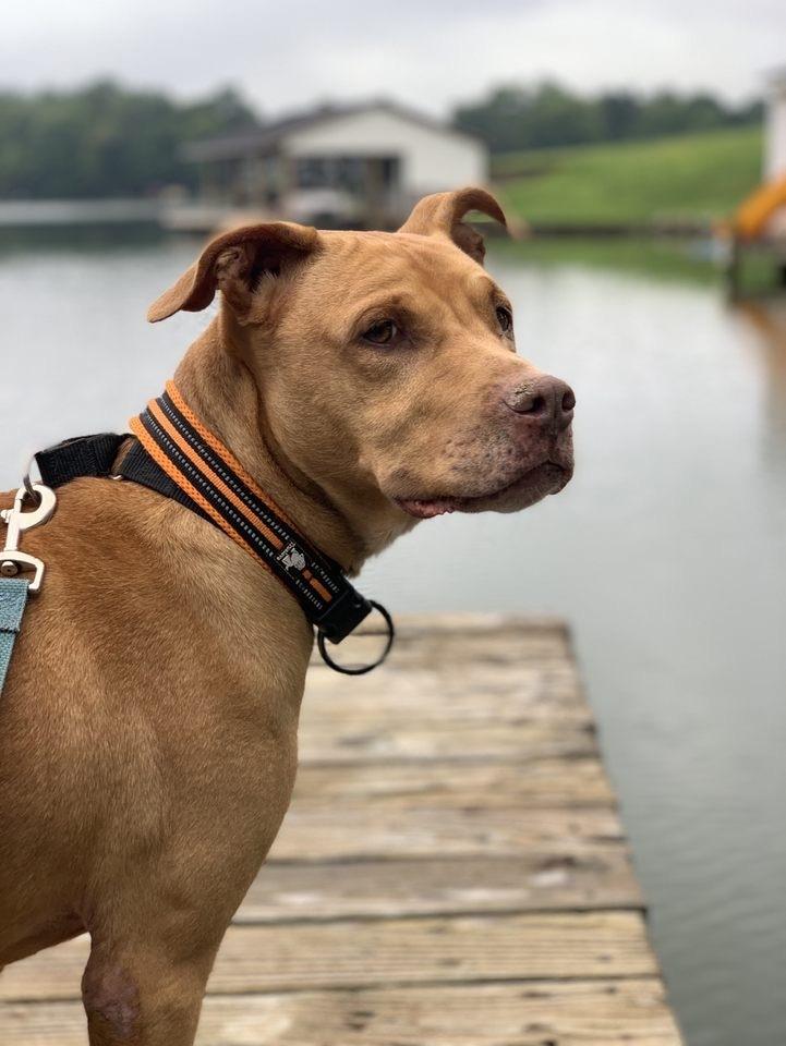 Enlarge Frank, a Adoptable mixed breed in Xenia, OH image 4/6