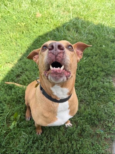 Enlarge Frank, a Adoptable mixed breed in Xenia, OH image 5/6