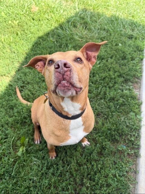 Enlarge Frank, a Adoptable mixed breed in Xenia, OH image 6/6