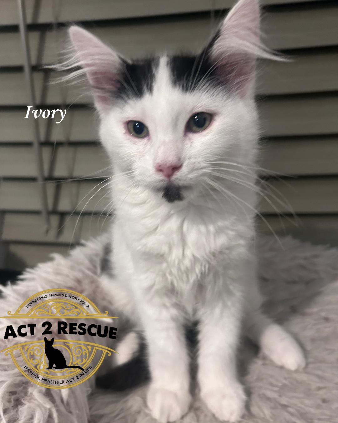 Enlarge Ivory, a Adoptable Domestic Long Hair in Riverside, CA image 1/2