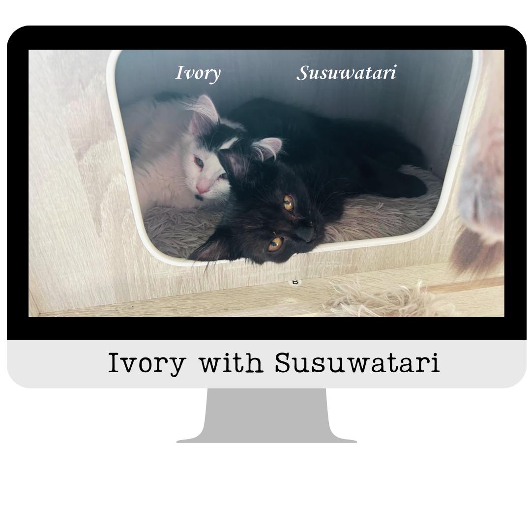 Ivory — thumbnail 2