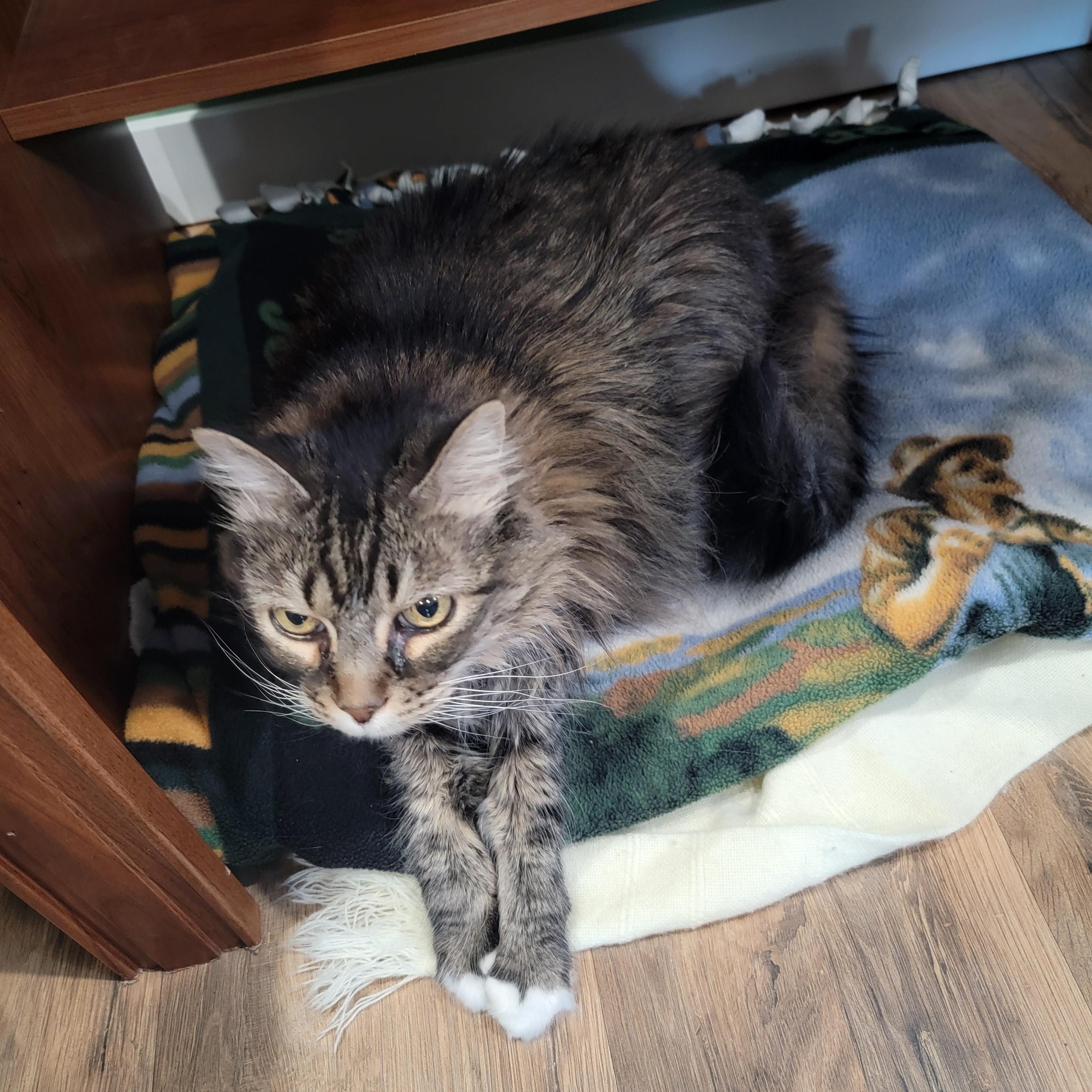 Enlarge Holly, a ADOPTABLE American Shorthair in Trenton, MO image 2/3