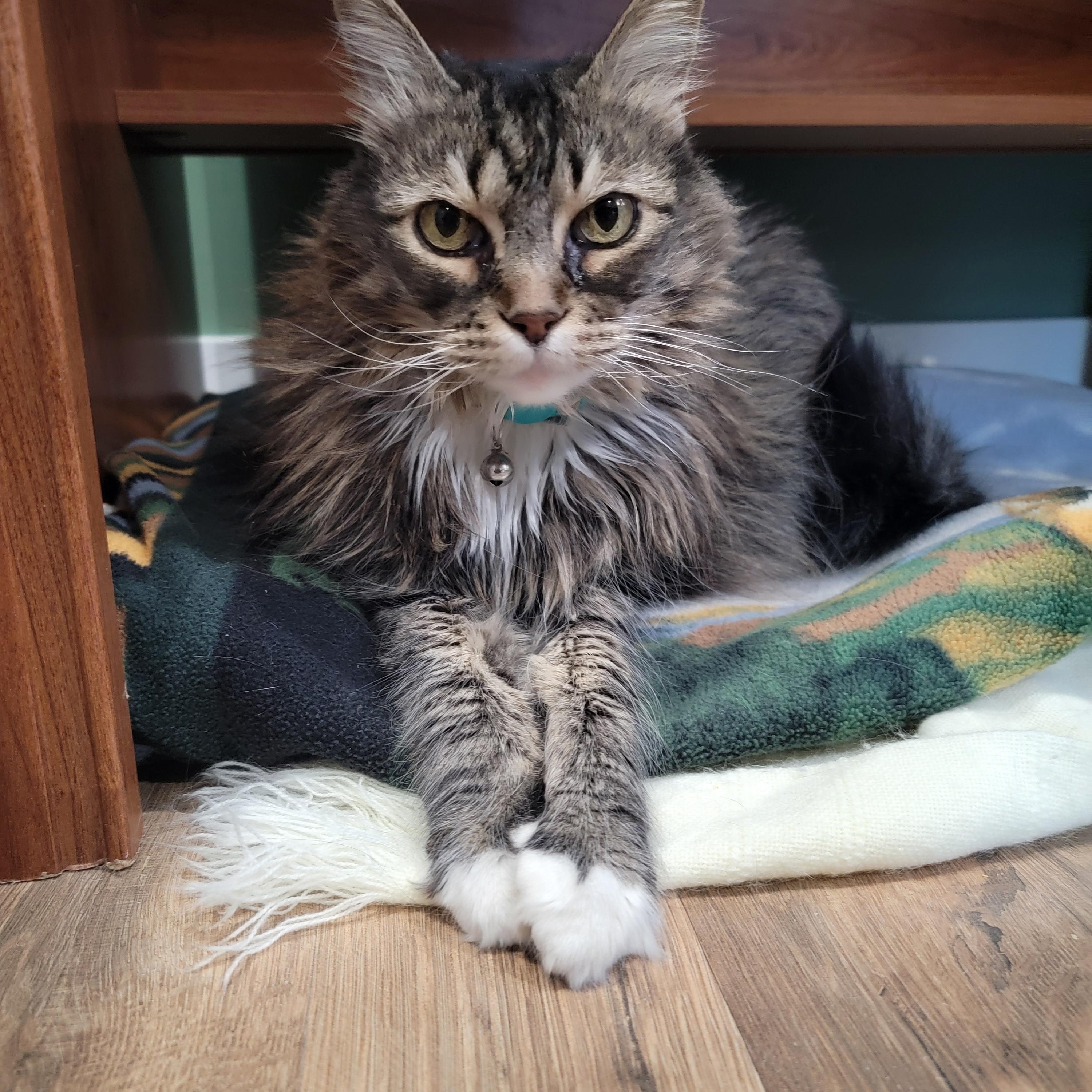 Enlarge Holly, a ADOPTABLE American Shorthair in Trenton, MO image 1/3