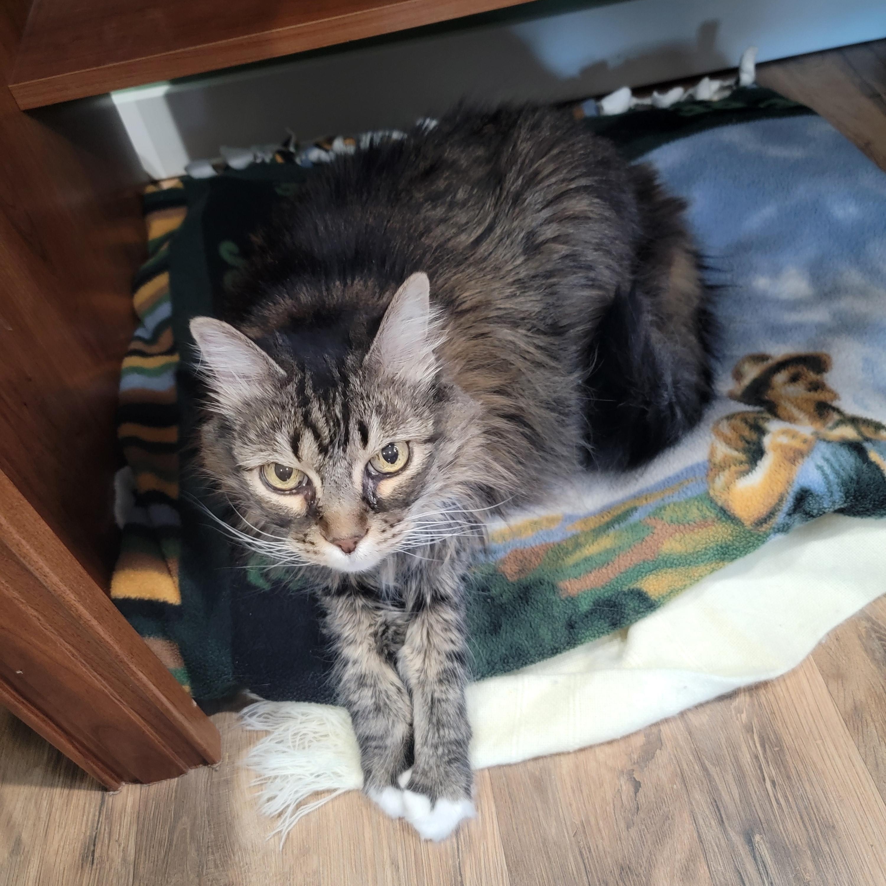 Enlarge Holly, a ADOPTABLE American Shorthair in Trenton, MO image 3/3