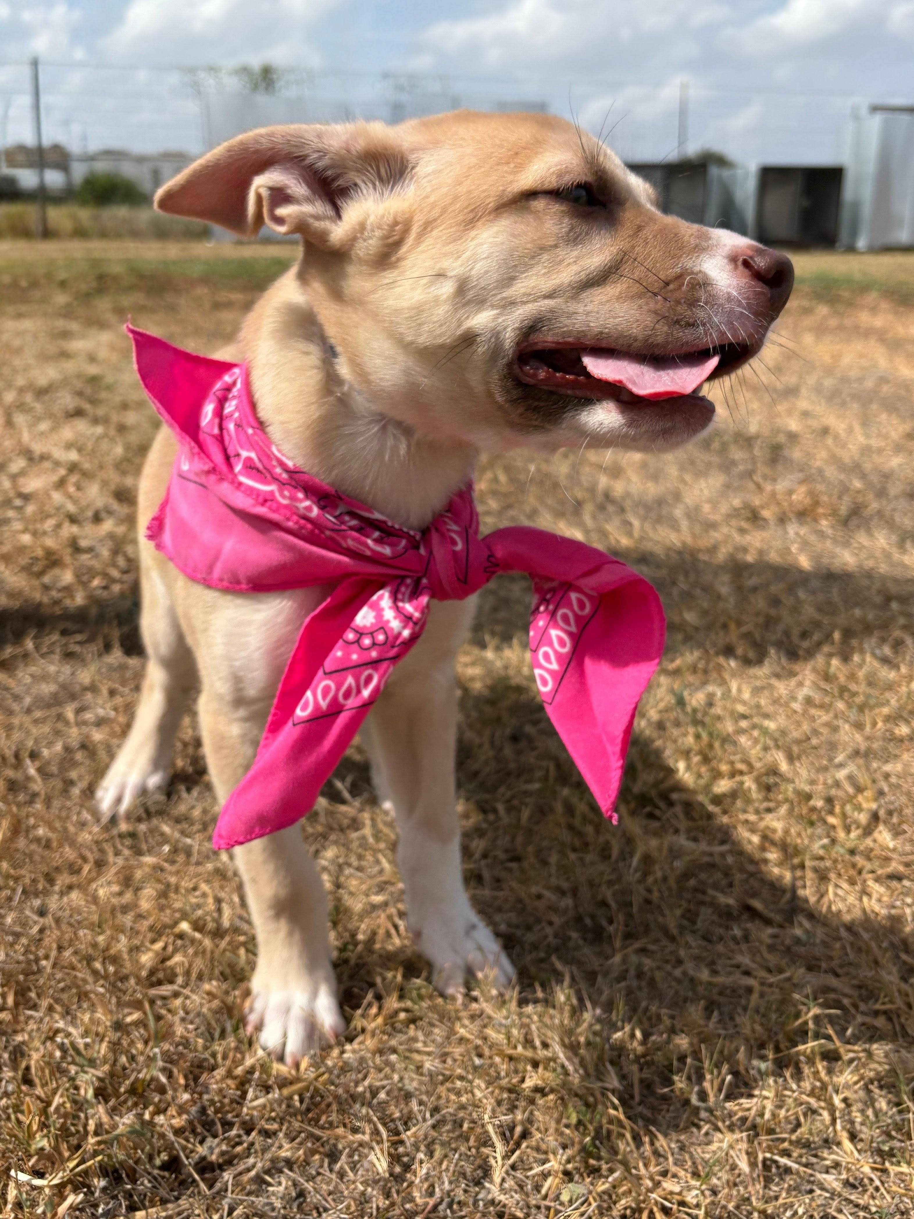 Enlarge Daisy, an adoptable mixed breed in Willington, CT image 6/6
