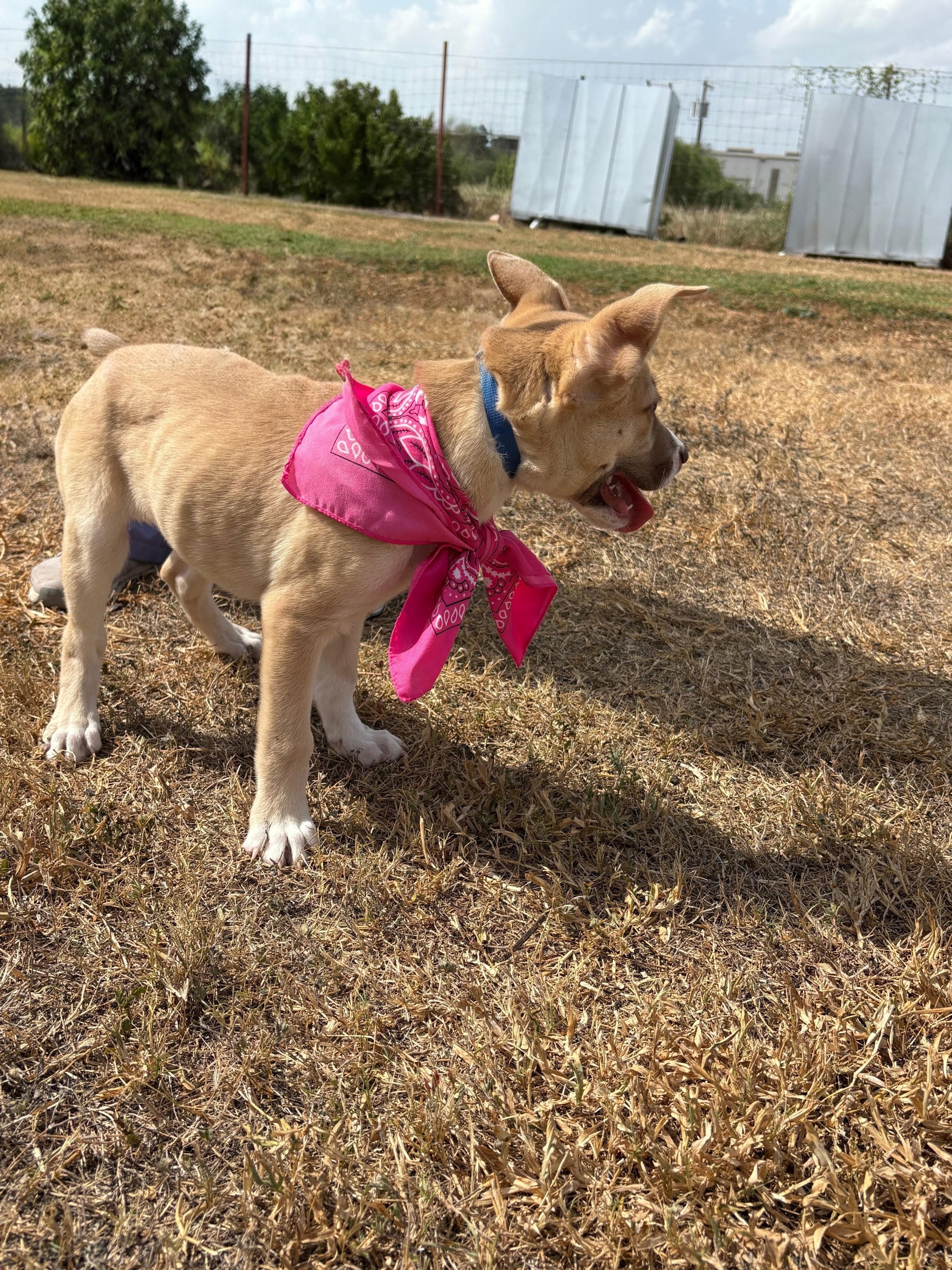 Enlarge Daisy, an adoptable mixed breed in Willington, CT image 5/6