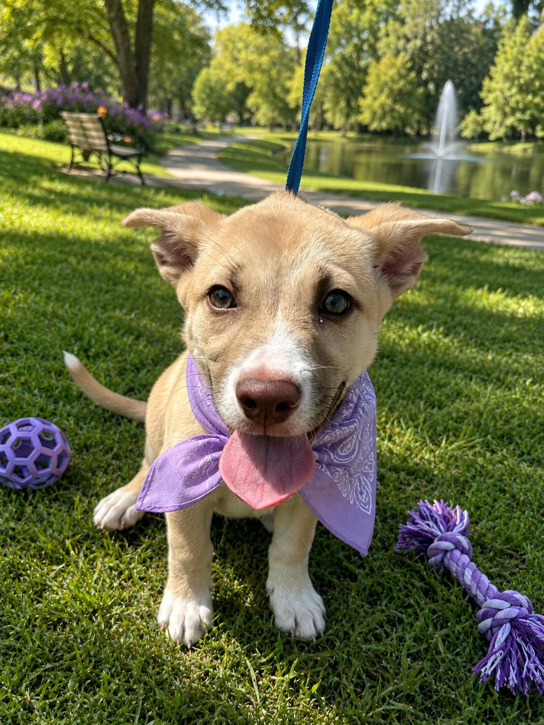 Enlarge Daisy, an adoptable mixed breed in Willington, CT image 3/6