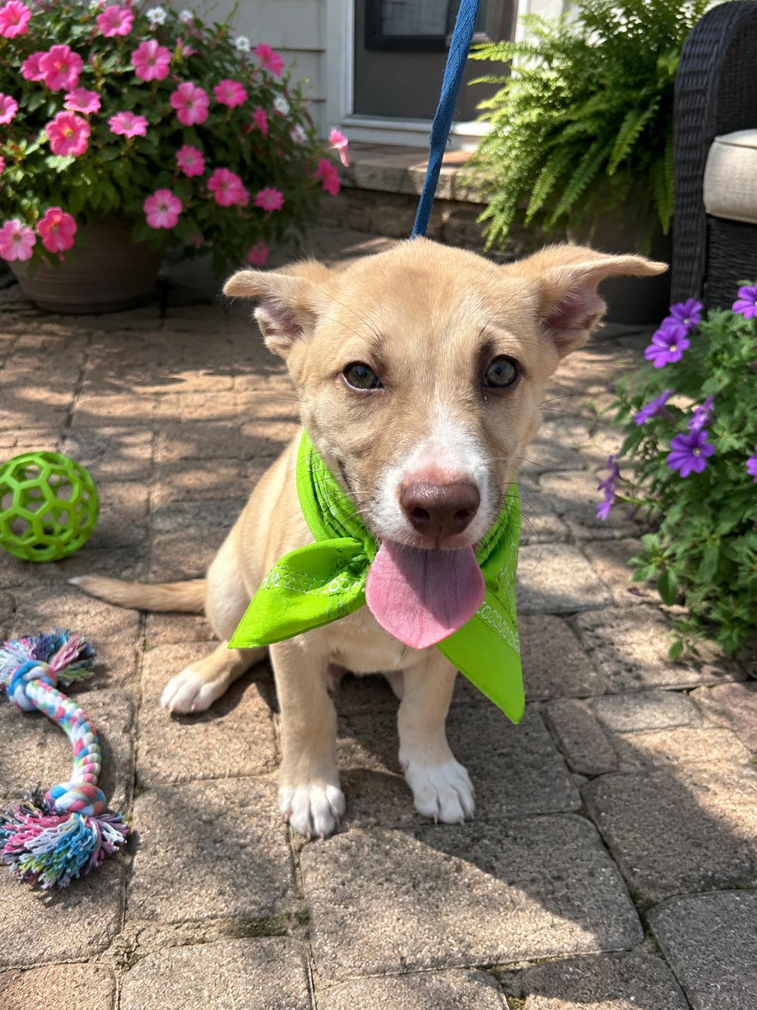Enlarge Daisy, an adoptable mixed breed in Willington, CT image 4/6