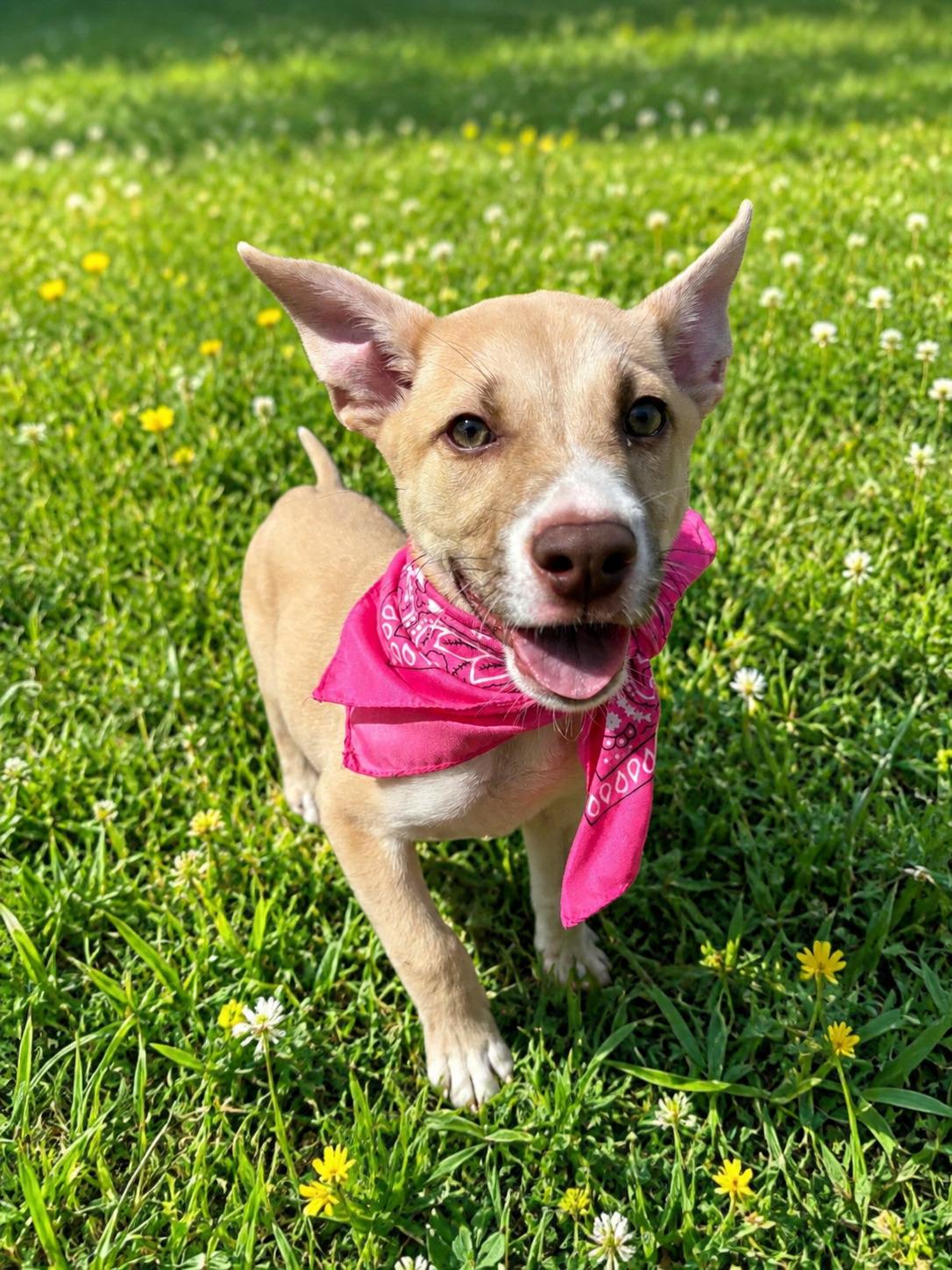 Daisy, adoptable, Puppy Female Labrador Retriever.