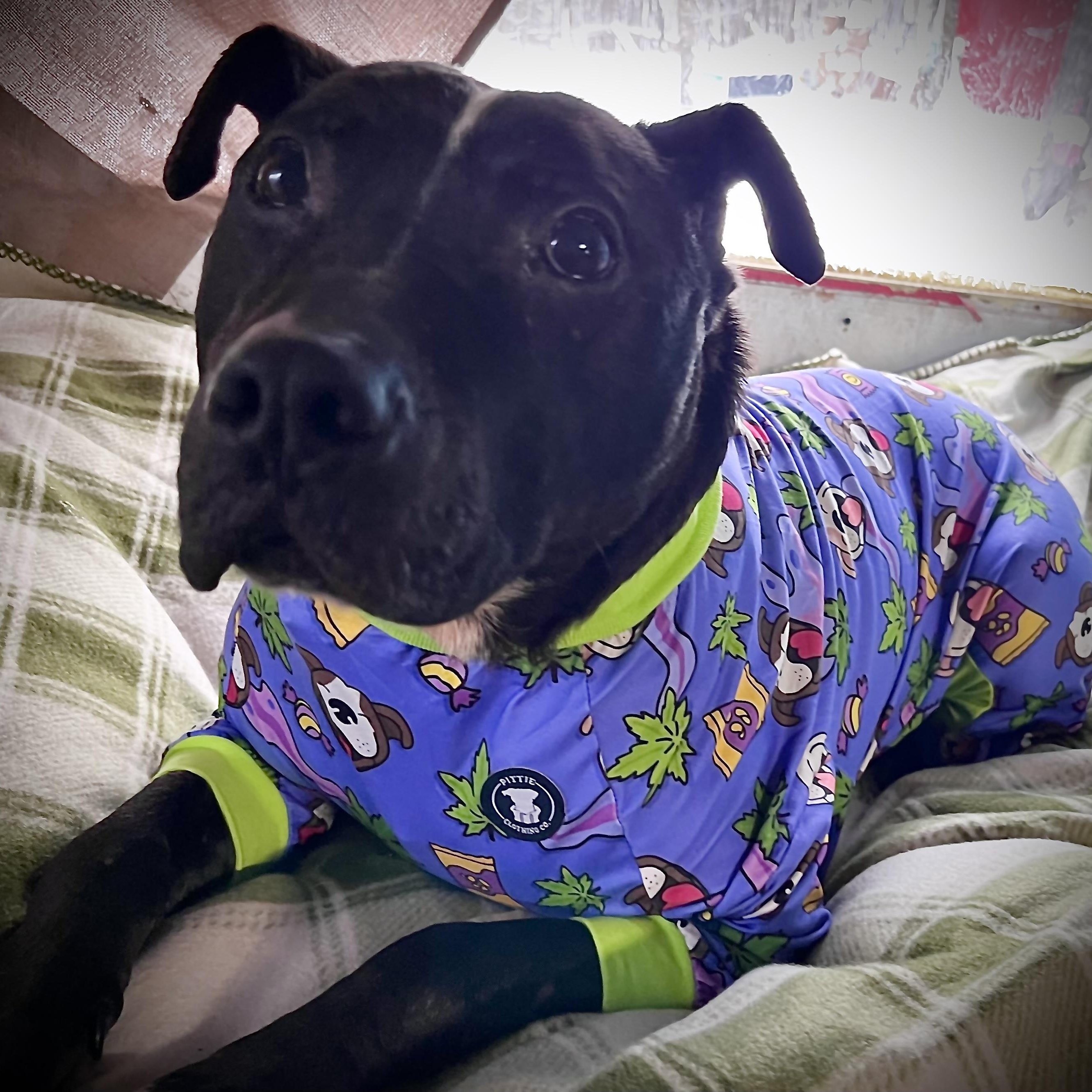 Enlarge Machomans (Fee SPONSORED), a Adoptable mixed breed in Portland, ME image 4/6