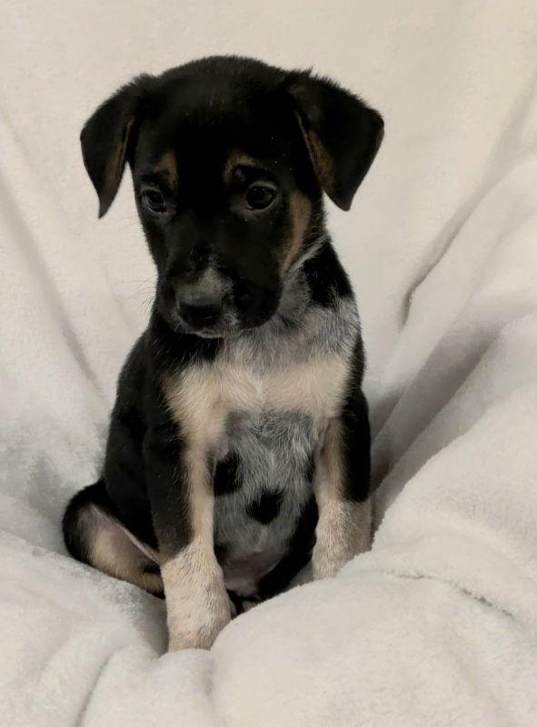 Enlarge Felix, a Adopted Mixed Breed in House Springs, MO image 1/3