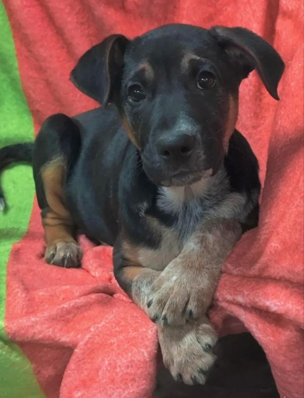 Enlarge Felix, a Adopted Mixed Breed in House Springs, MO image 2/3