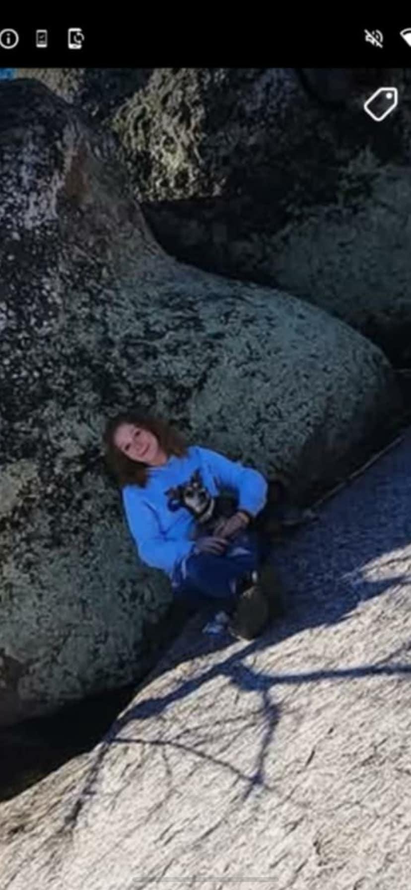 looking for foster homes for dogs!, Adoptable, Adult Female Terrier.