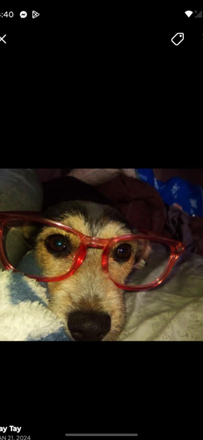 Enlarge looking for foster homes for dogs!, a Adoptable mixed breed in mattoon, IL image 2/2