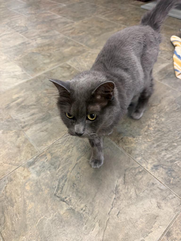 REX, a Adoptable mixed breed in Algona, IA image 2/3