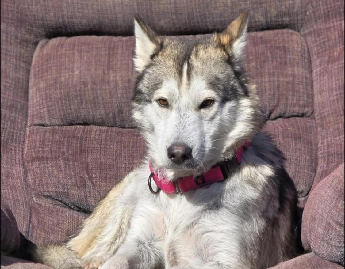 Athens, a Adoptable Husky in Greenwood, IN image 2/6