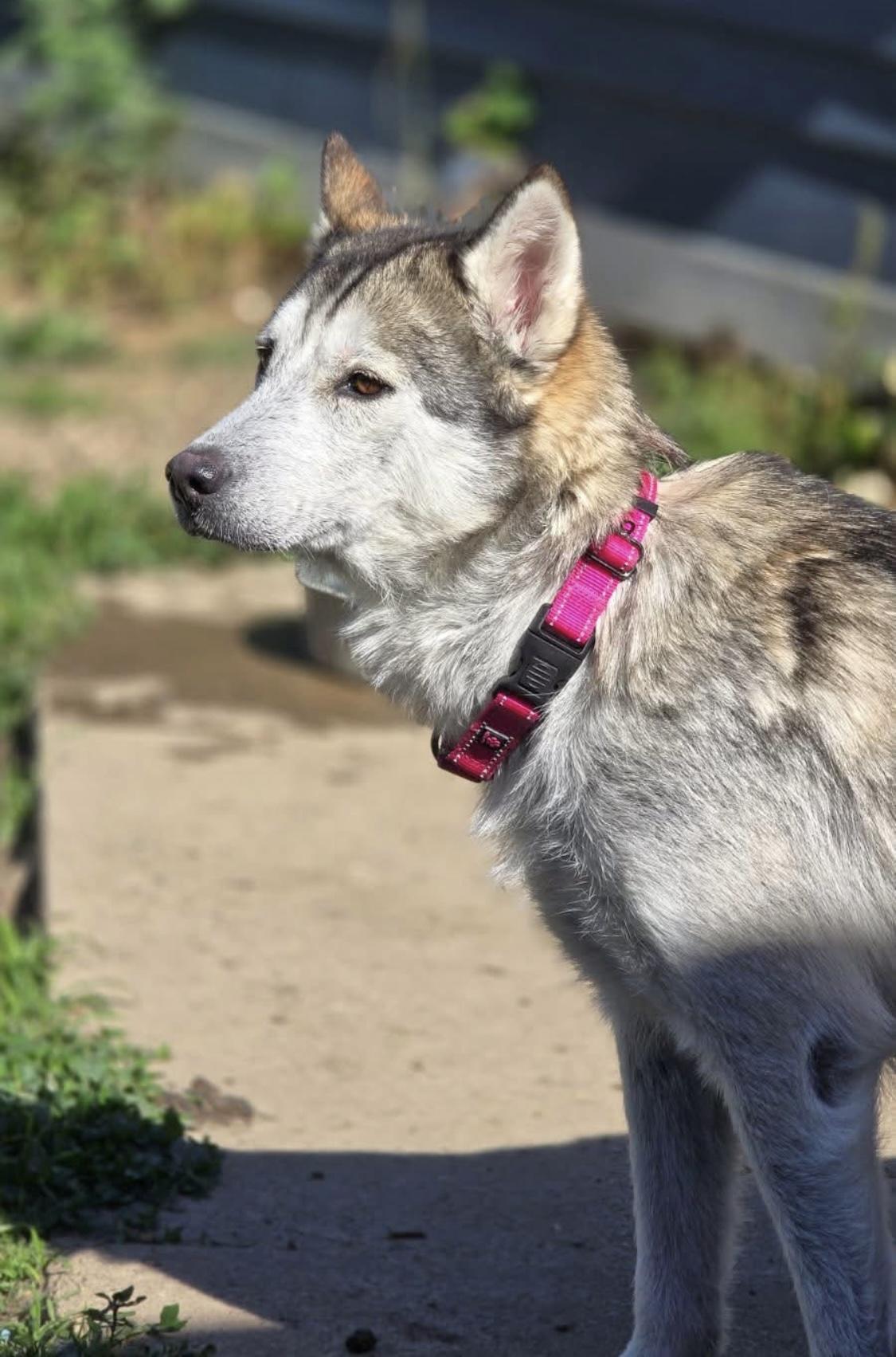 Athens, a Adoptable Husky in Greenwood, IN image 3/6