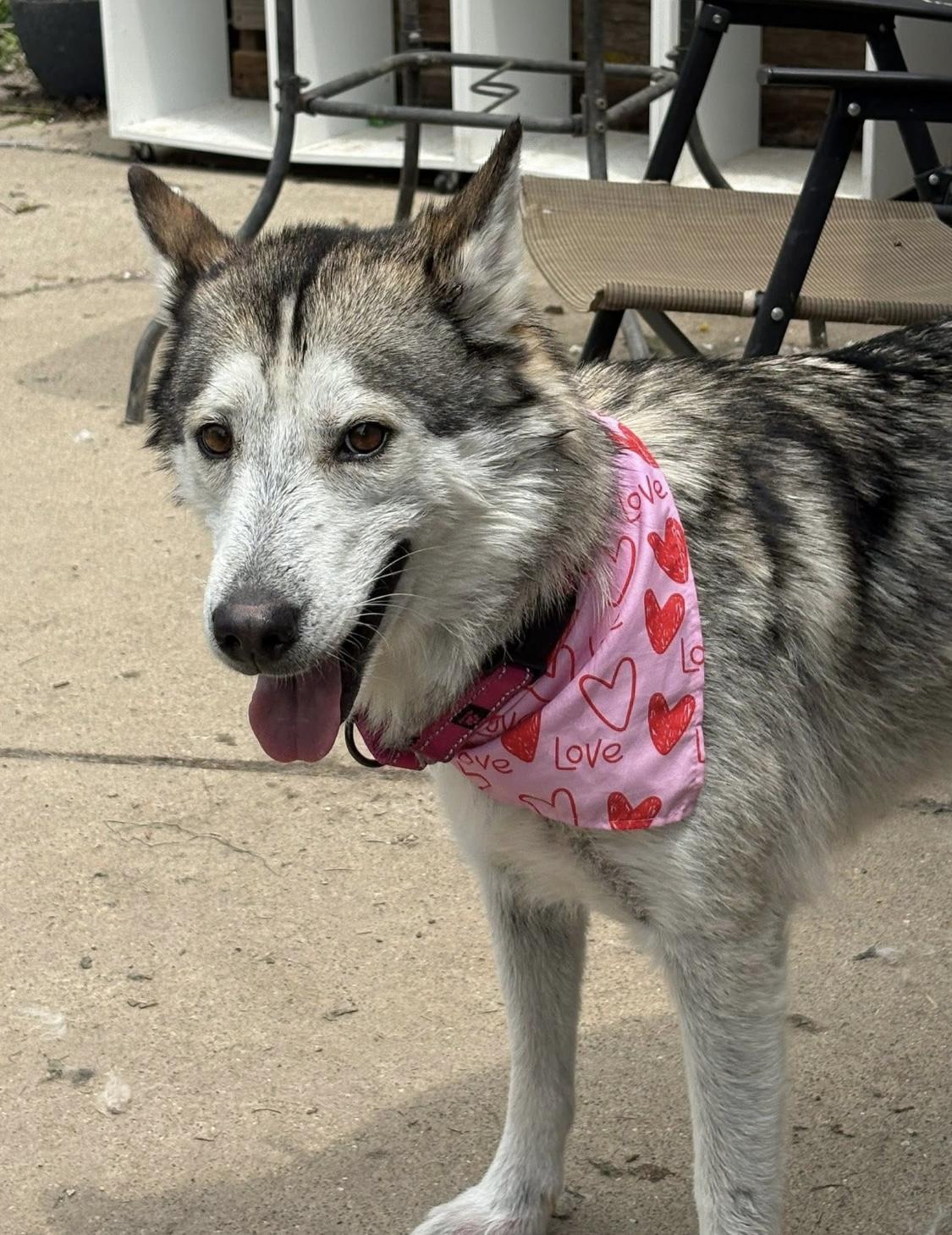 Athens, a Adoptable Husky in Greenwood, IN image 1/6