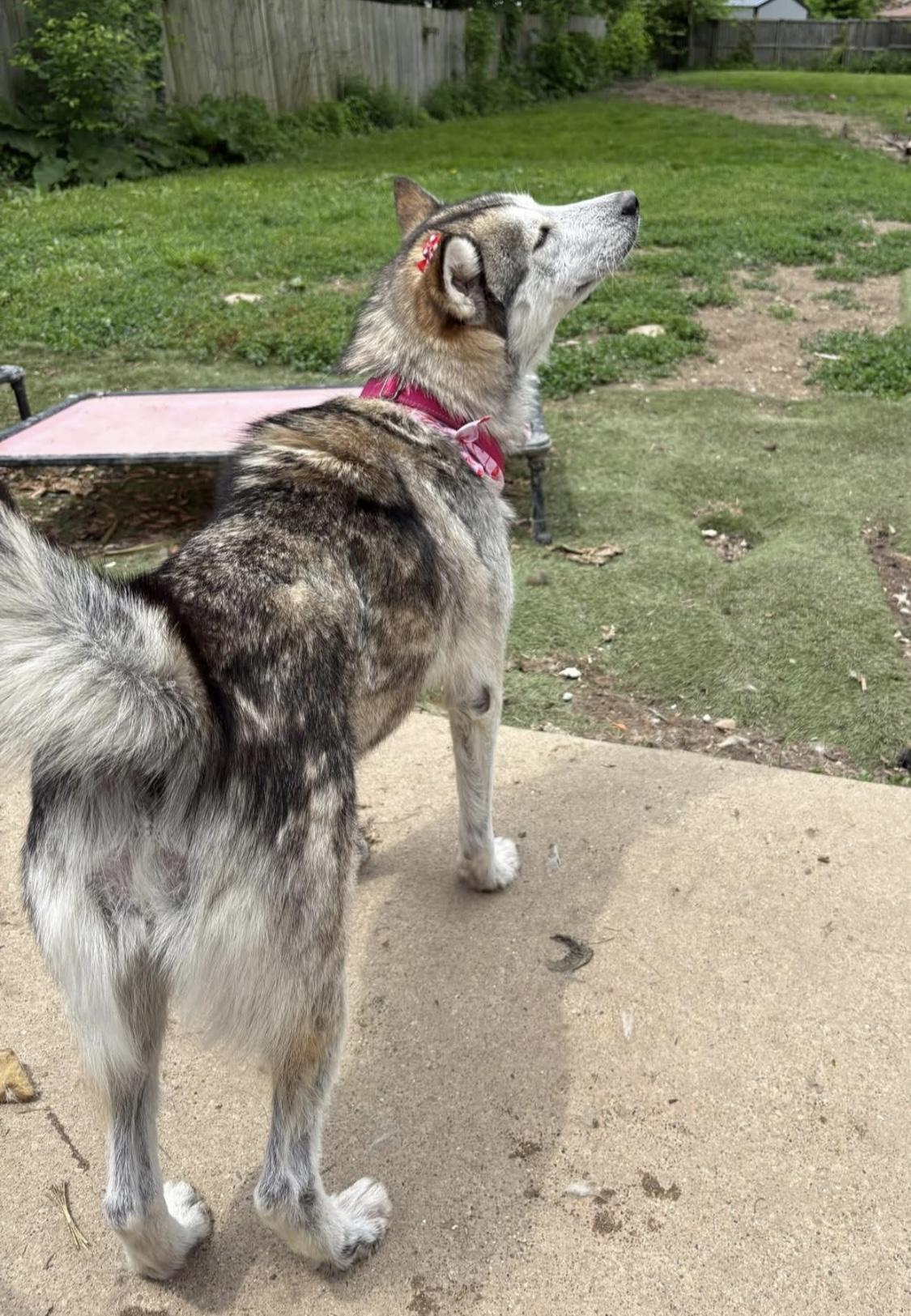 Athens, a Adoptable Husky in Greenwood, IN image 4/6