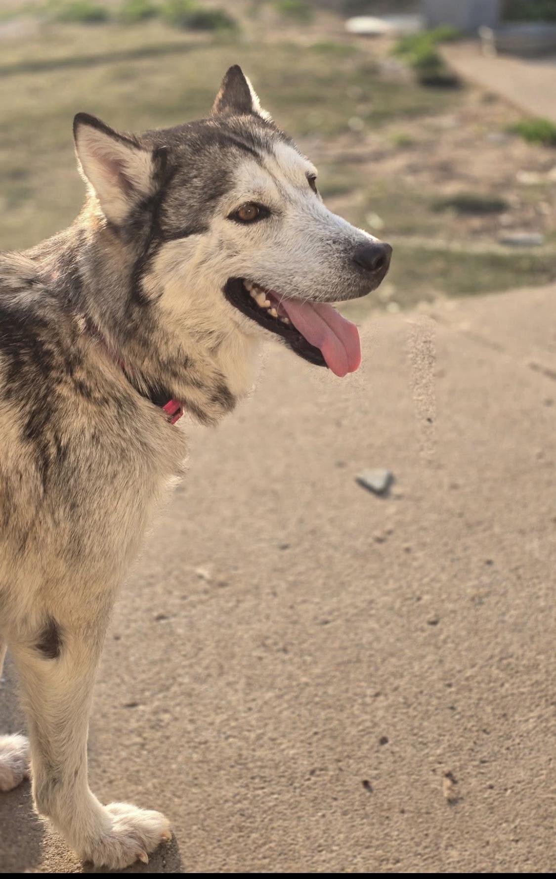 Athens, a Adoptable Husky in Greenwood, IN image 5/6