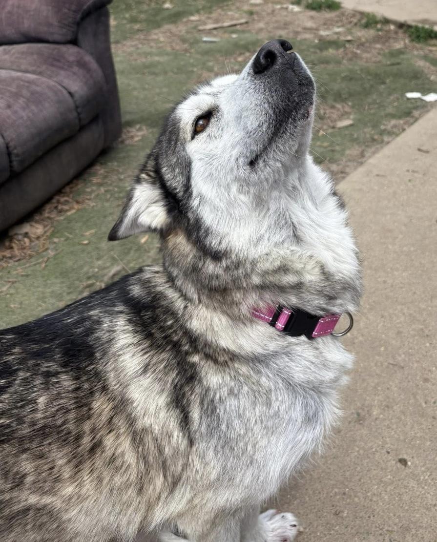 Athens, a Adoptable Husky in Greenwood, IN image 6/6