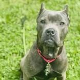 Enlarge Hazel, a Adopted Cane Corso in Syracuse, NY image 3/3