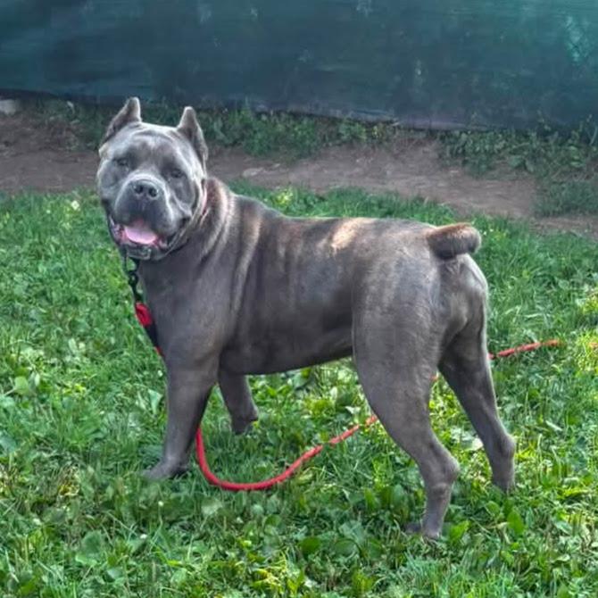 Enlarge Hazel, a Adopted Cane Corso in Syracuse, NY image 2/3