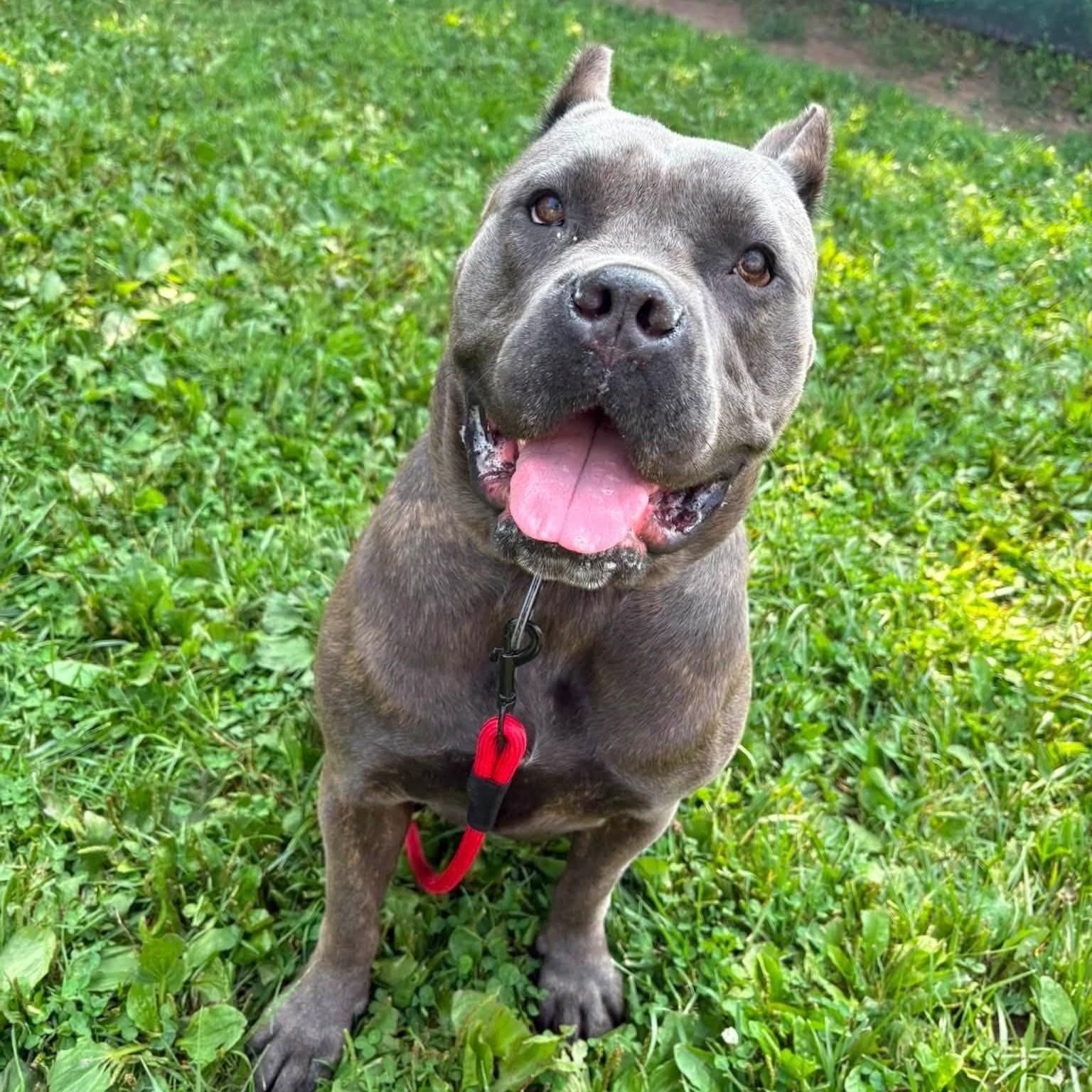 Hazel, Adopted, Young Female Cane Corso.