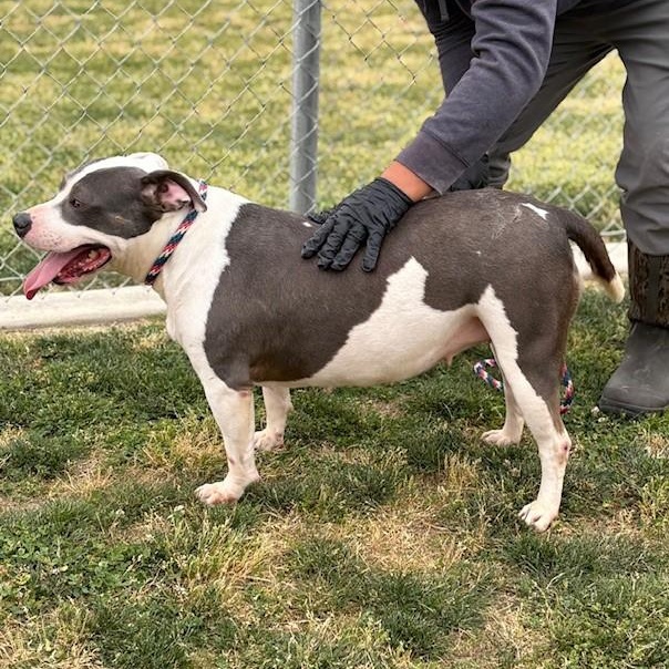 Enlarge SHELBIE, a Adoptable American Staffordshire Terrier in Delano, CA image 3/6