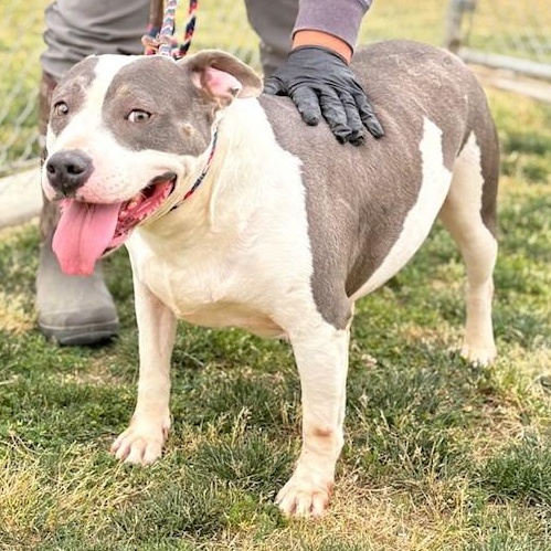Enlarge SHELBIE, a Adoptable American Staffordshire Terrier in Delano, CA image 4/6