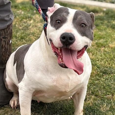 Enlarge SHELBIE, a Adoptable American Staffordshire Terrier in Delano, CA image 1/6