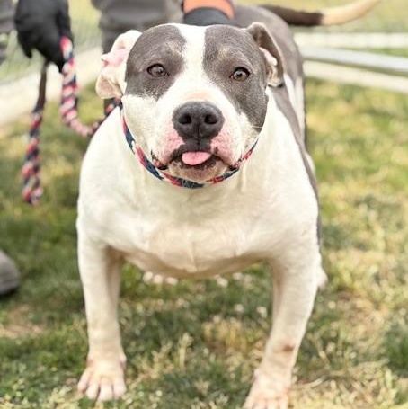 Enlarge SHELBIE, a Adoptable American Staffordshire Terrier in Delano, CA image 2/6