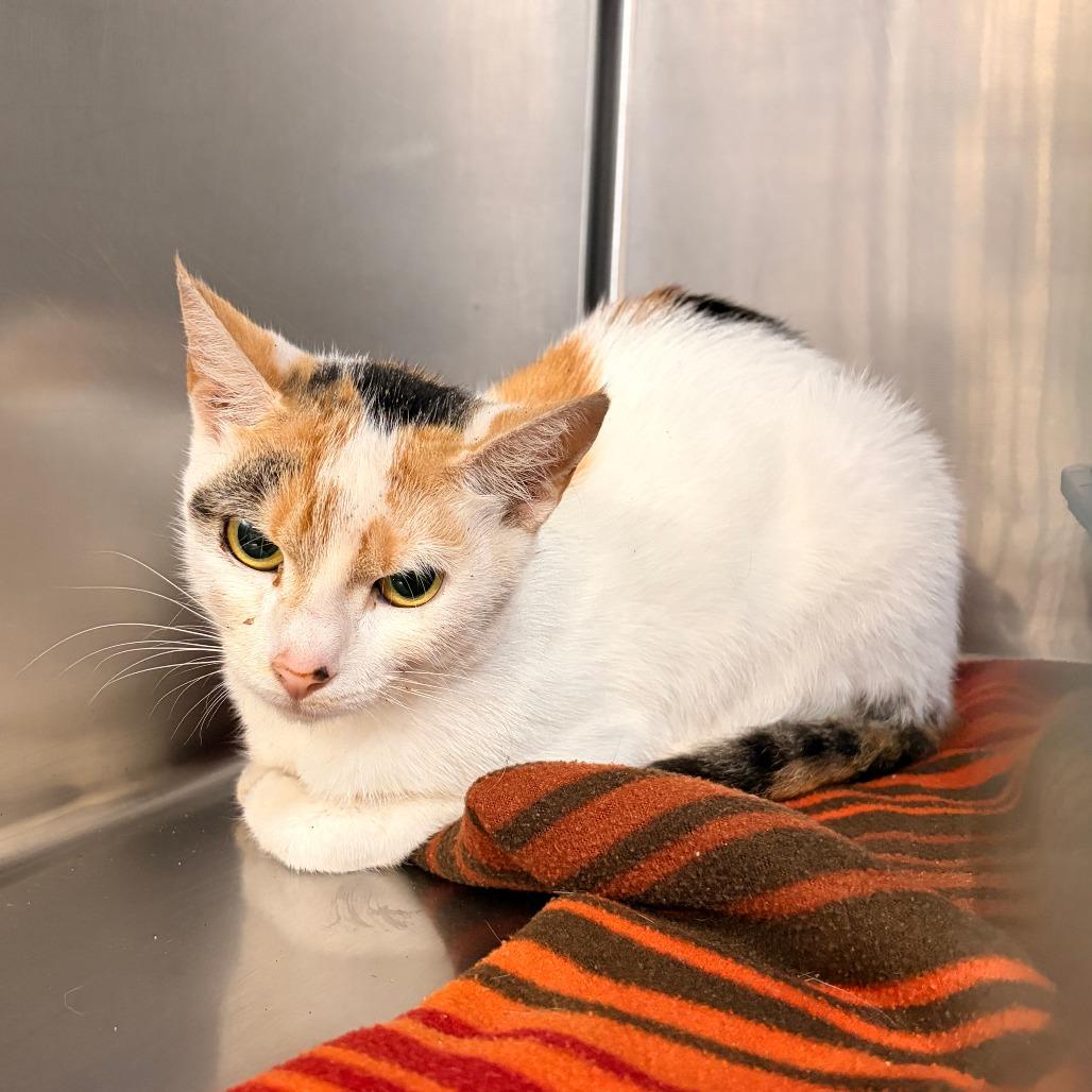 Enlarge Clementine, a Adoptable Domestic Short Hair in Franklin, NC image 1/1