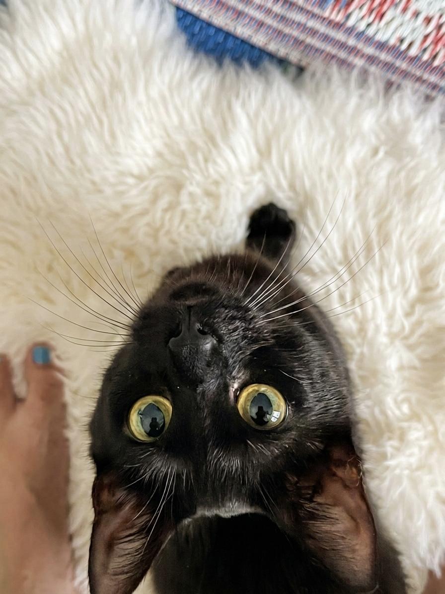 Kali(bonded with her kitten pebbles), a ADOPTABLE Domestic Short Hair in Charlotte, NC image 1/6