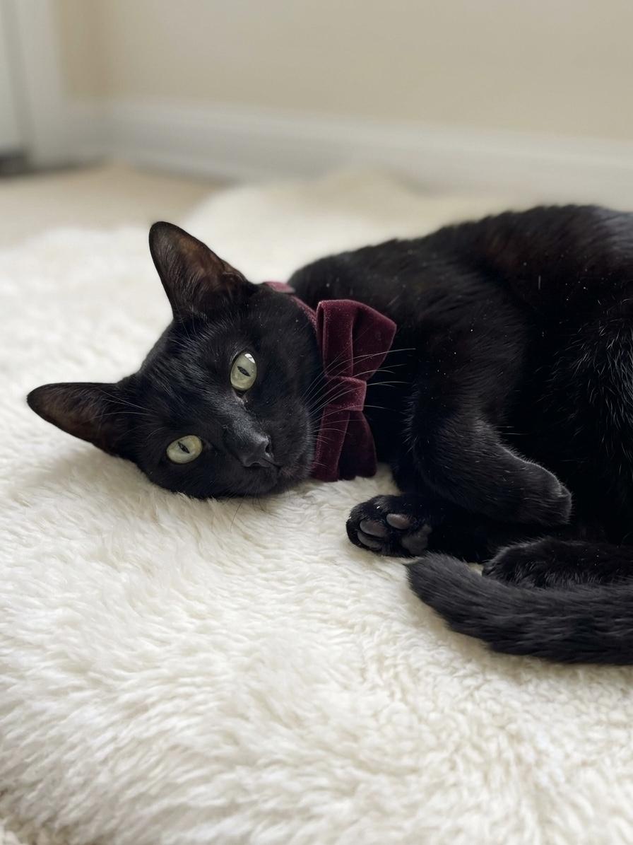 Kali(bonded with her kitten pebbles), a ADOPTABLE Domestic Short Hair in Charlotte, NC image 5/6