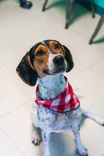 Enlarge Fern, a Adopted Coonhound in Powhatan, VA image 1/4