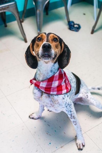 Enlarge Fern, a Adopted Coonhound in Powhatan, VA image 2/4