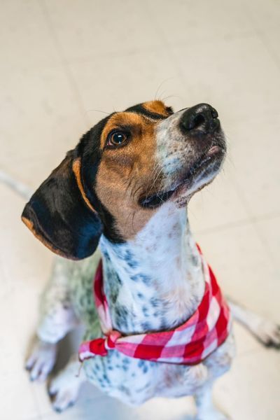 Enlarge Fern, a Adopted Coonhound in Powhatan, VA image 3/4