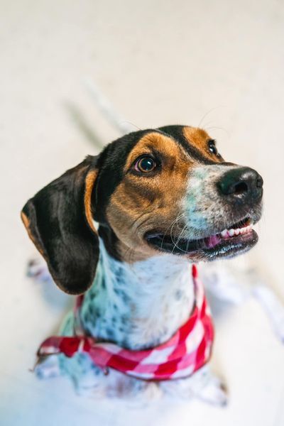 Enlarge Fern, a Adopted Coonhound in Powhatan, VA image 4/4