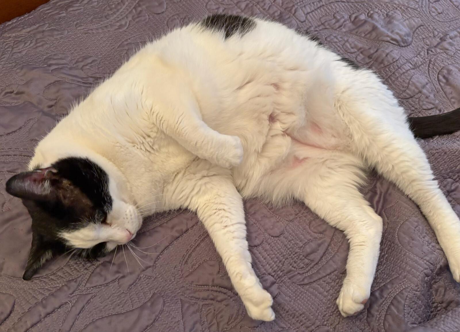 Enlarge Donny, a Adoptable Domestic Short Hair in Fairview Heights, IL image 2/3