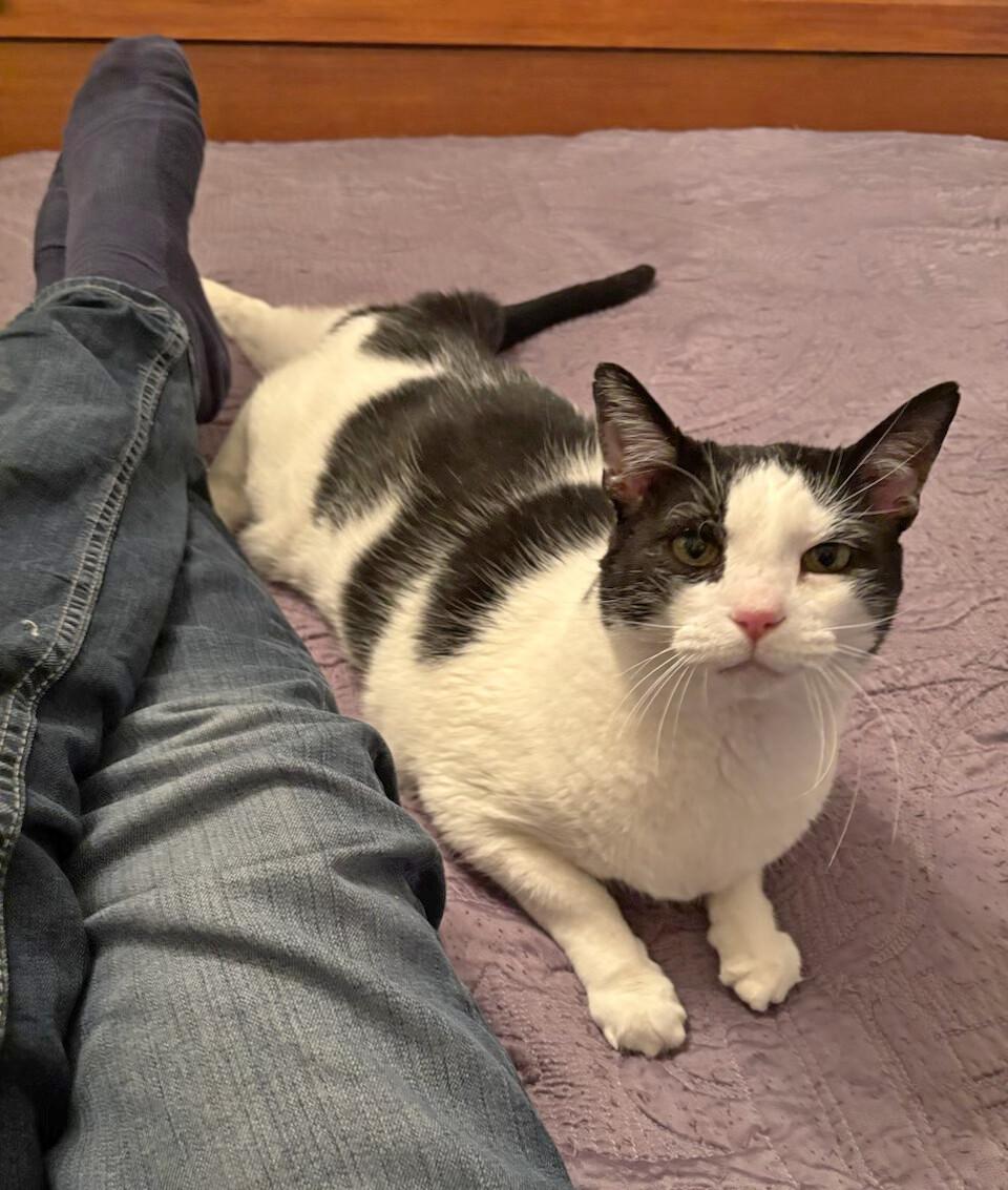 Enlarge Donny, a Adoptable Domestic Short Hair in Fairview Heights, IL image 1/3