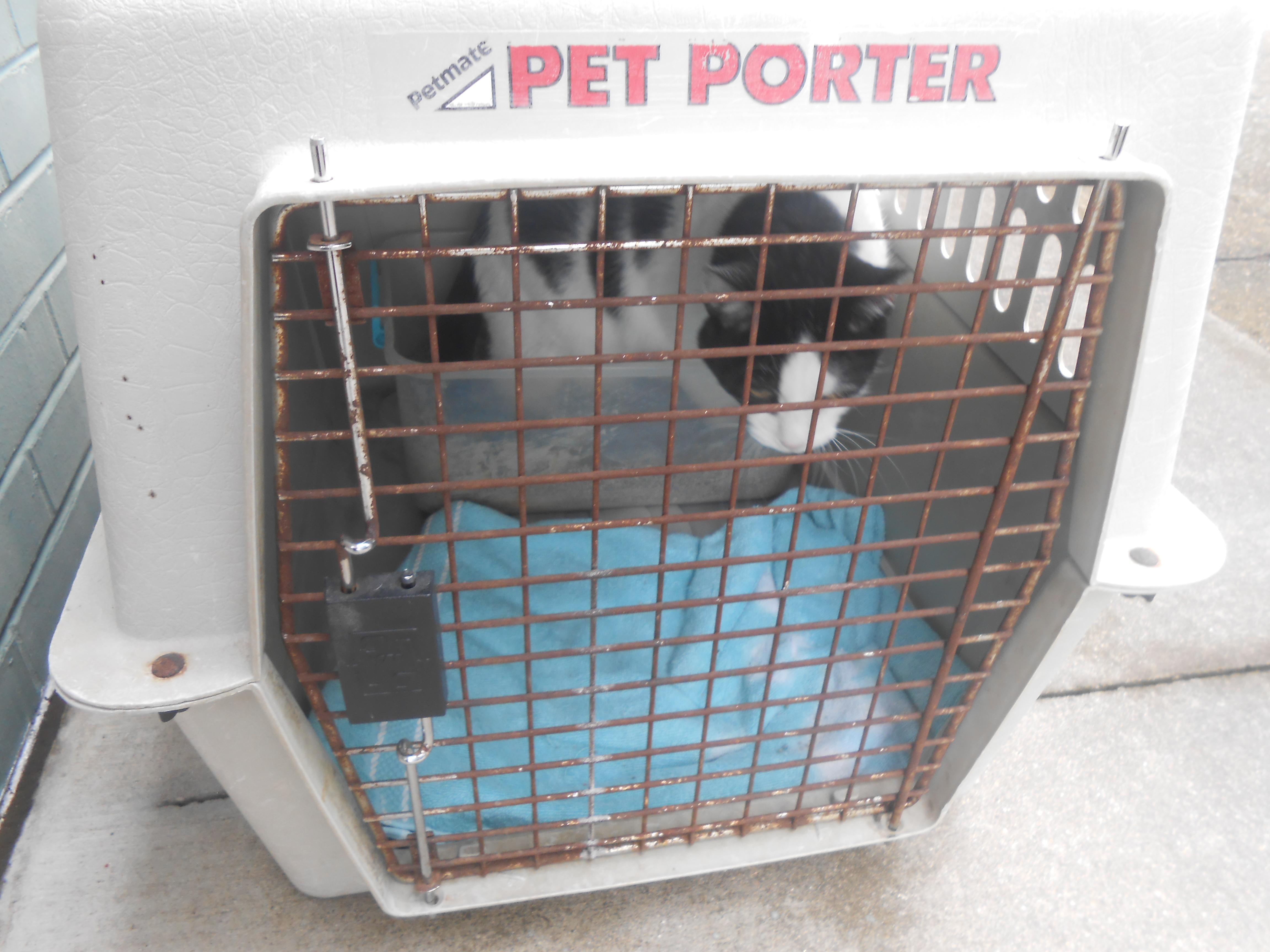 Enlarge Donny, a Adoptable Domestic Short Hair in Fairview Heights, IL image 3/3