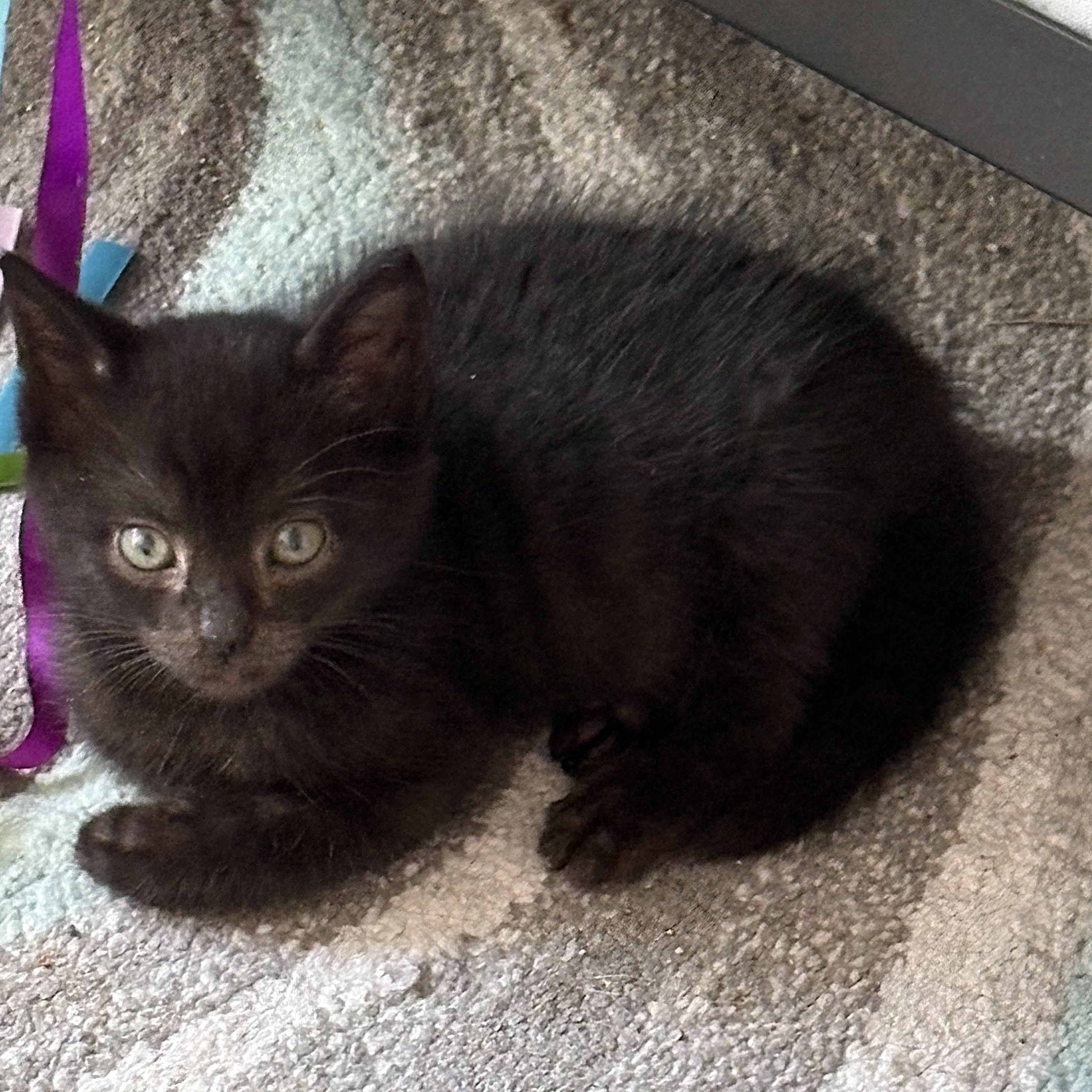 Chevy (Pre-Adoption Only), a Adoptable Domestic Short Hair in Allen, TX image 4/5